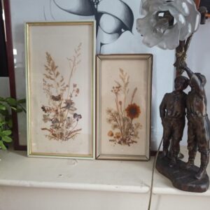 Cadres herbiers vintage